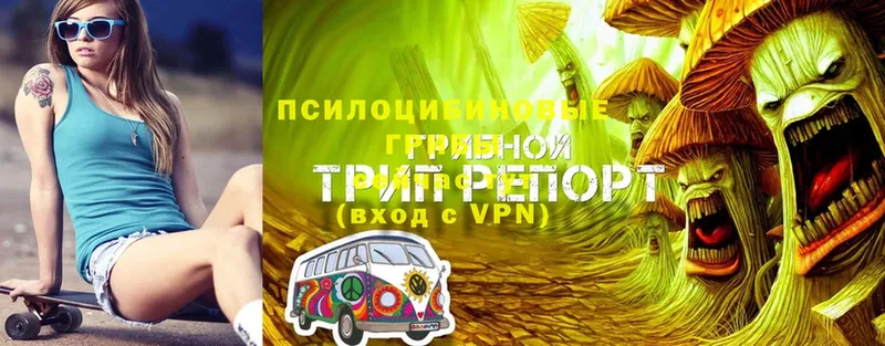 omg как войти  Чусовой  Псилоцибиновые грибы Psilocybe 